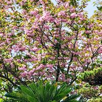 シャガ,シャガ,シラン,シラン,万両の画像