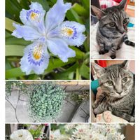 シャガ,タンチョウソウ,ミセバヤ,ラナンキュラス,トラ次郎の画像