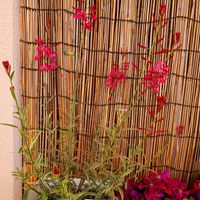 ガウラ,廊下の画像