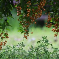 デュランタ 宝塚の画像