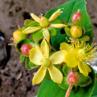 ヒペリカム,小坊主弟切,散歩道,平和を願う☆の画像