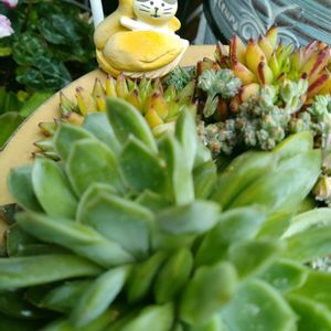 黄金花月,多肉植物いろいろ,エイプス,ラインベリー×ラウイ,多肉植物の画像