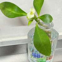 ハナキリン,トゲなしハナキリン,根出し,水差し♪,22ニャンニャンの日 ♪の画像