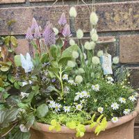 ブラキカム,プチロータス ジョーイ,ラグラス（バニーテール）,寄せ植え,花のある暮らしの画像