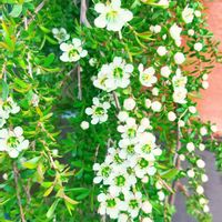 ギョリュウバイ,レプトスペルマム,レプトスペルマム バーティカルドロップ,オーストラリア,オージープランツの画像