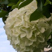 オオデマリ,フジ,白い花,元気もらえる,GSの皆さんに感謝❣️の画像