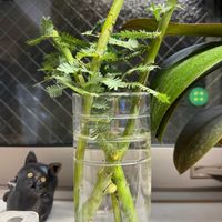 ミモザ,花のある暮らし,揷し木、挿し芽,キッチンの画像