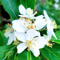 リンゴ,姫リンゴ アルプス乙女の画像