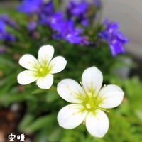 クモマソウ,イングリッシュデイジー,エリゲロン,フロックス ブルーパヒューム,パンジ・ビオラの画像