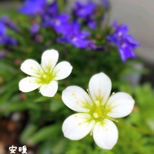 クモマソウ,イングリッシュデイジー,エリゲロン,フロックス ブルーパヒューム,パンジ・ビオラの画像