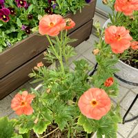 ブラキカム,ローダンセマム,ビオラ,ラナンキュラス・ラックス,お出かけ先の画像