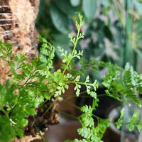 トキワシノブ,トキワシノブ,観葉植物,シダ植物,着生植物の画像