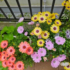 オステオスペルマム,鉢植え,明るい日陰,プランター,ガーデニング初心者の画像