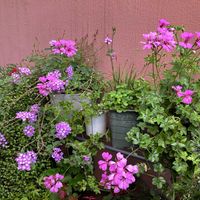 アイビーゼラニウム,サンザシ,シラン（紫蘭）,サルビア ネモローザ,ありがとう❤️の画像