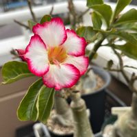 オダマキ,ポピー,アデニウム,オソロでトキメキ,２０２５年同期の画像