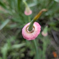 カリフォルニアポピーの画像