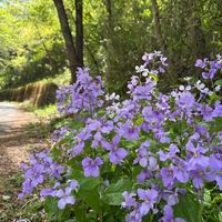 ムラサキハナナの画像