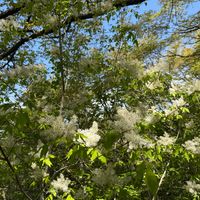 アオダモの画像