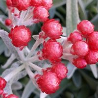 ヘリクリサム,ヘリクリサム･レッドジュエル,ドライフラワー,ドライフラワーアレンジの画像