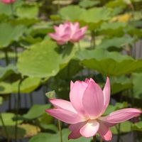 ハス,花のある暮らし,熱帯性スイレン,小さな幸せ♡,花いろいろの画像