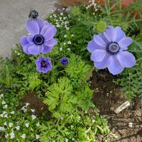 アネモネ,タイム,クリ－ピングタイム,サギゴケ,グランドカバーの画像