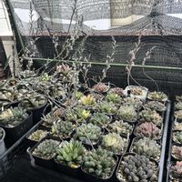 オブツーサ,ハオルチア,ハオルチア,多肉植物,軟葉系ハオルチアの画像