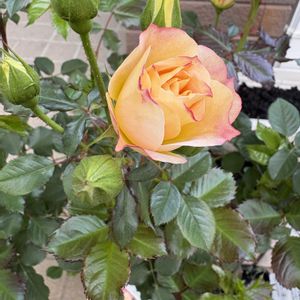 バラ　シリトンルージュ,バラ好き,バラを楽しむの画像