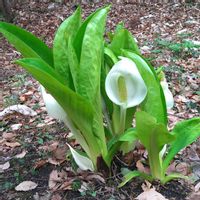 ミズバショウ,水芭蕉,心に笑顔の花を,白い水曜日♡,お出かけ先の画像