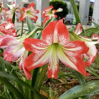 ユリ,ゆり,ユリの花,ユリ科,ユリ　ゆりの画像