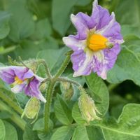 ジャガイモの画像