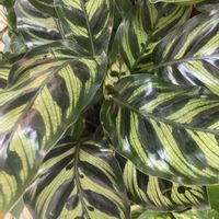 ハナズオウ,カラテア,カラテア マコヤナ,カシワバゴムノキ,カラテアマコヤナの画像