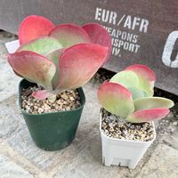 カランコエ,デザートローズ,桃イン,多肉植物,ガーデニングの画像