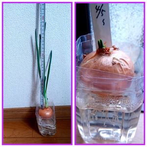 ネギ,水栽培の画像