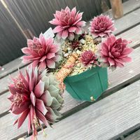 センペルビウム リップスティック,センペルビウム,多肉植物,ガーデニング,暴れ多肉の画像