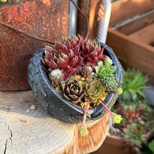 センペルビウム,多肉植物,ガーデニング,センペル寄せ植え,セメント鉢の画像