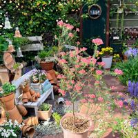 ライスフラワー,ドライフラワー にする。,いつもありがとう♡,手作りの庭,多肉のある暮らしの画像