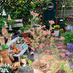 ライスフラワー,ドライフラワー にする。,いつもありがとう♡,手作りの庭,多肉のある暮らしの画像