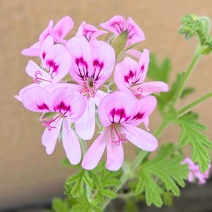 ゼラニウム,ゼラニウム,アロマ,春の訪れ,紫のお花の画像