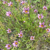 ニワゼキショウの画像