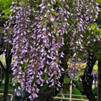 ガジュマル,胡蝶蘭,藤の花,デンドロビューム,アボカド鉢植えの画像