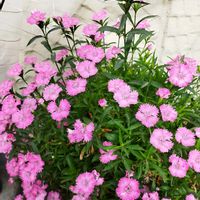 セキチク,いいね❤ありがとう,小さな庭の画像