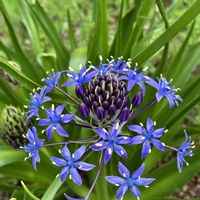 シラー,シラー・ペルビアナ,我が家の庭の画像