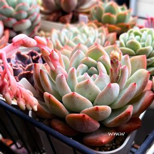 モンロー,モンロー,多肉植物,癒される,no green no lifeの画像