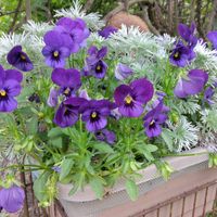 アサギリソウ,ビオレ,鉢植え,マイガーデン,可愛い〜♡の画像