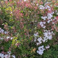 シャリンバイ,スパラキシス,ハゴロモジャスミン,西洋オダマキ,紫陽花　ブライダルシャワーの画像