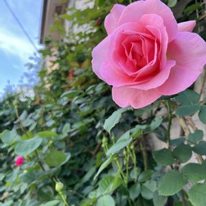 バラ,スイートドリーム,ばら,バラを楽しむ,ばら バラ 薔薇の画像