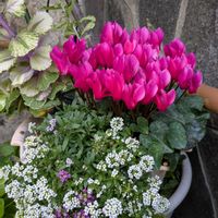 バラの蕾♡,挿し木から成長,嬉しい❤️,ガーデンシクラメン  ピンク,ヒューケラ♡の画像