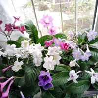 ストレプトカーパス,ストレプトカーパス種まきっ子,ストレプトカーパス種まきっ子,花のある暮らし,北海道からの画像