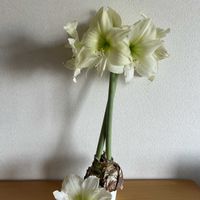 バジル,ミント,ローズマリー,マイヤーレモン,マジック アマリリスの画像