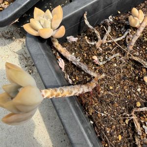 ムーンシルバー,多肉植物,葉挿し,パキベリア属の画像